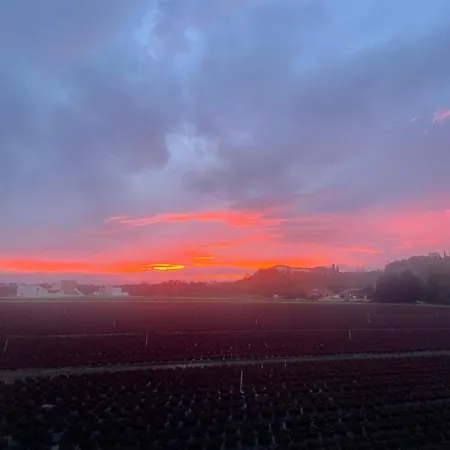 Mas Des Fleurs - Gpv * ペルピニャン